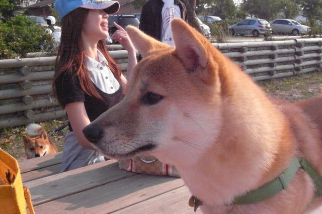 0307揭竿起義~~台南柴犬公園(原發表者:感冒拔)(相簿)