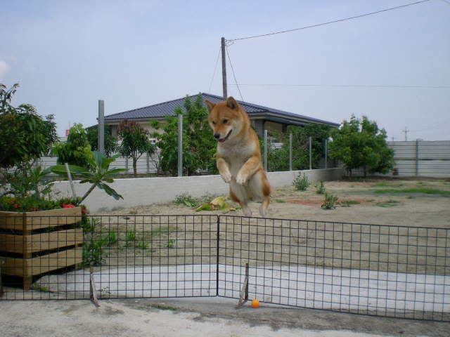 (原發表者:感冒拔)(相簿)