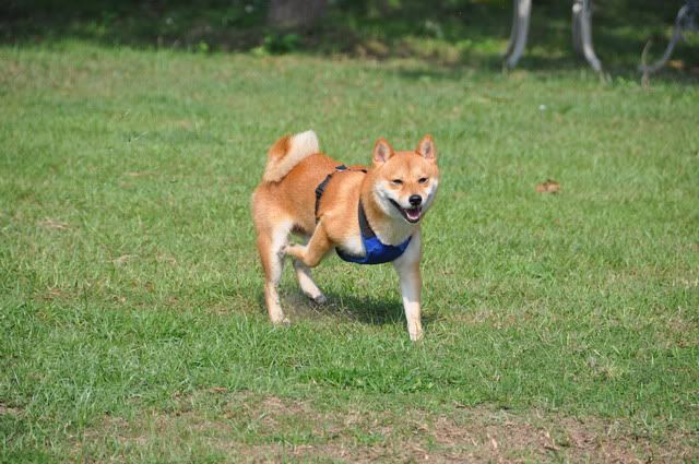 感冒的羊肉粽復仇記(原發表者:感冒拔)(相簿)