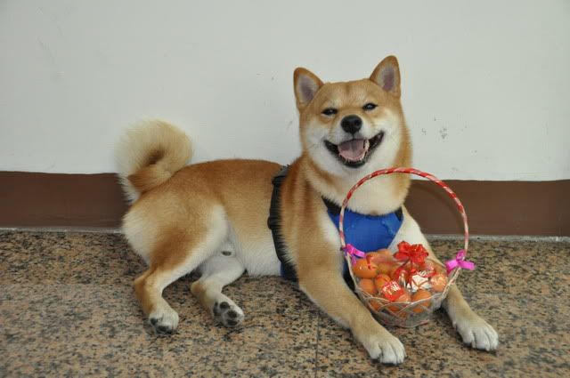 感冒2歲生日趴趴go(原發表者:感冒拔)(相簿)