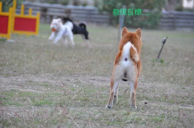 鎖定目標中!!(原發表者:感冒拔)(相簿)