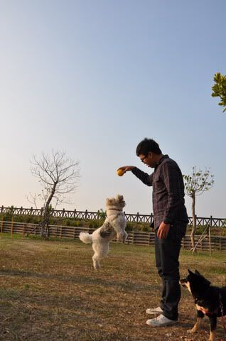 0123寵物公園之小白跳高高(原發表者:感冒拔)(相簿)