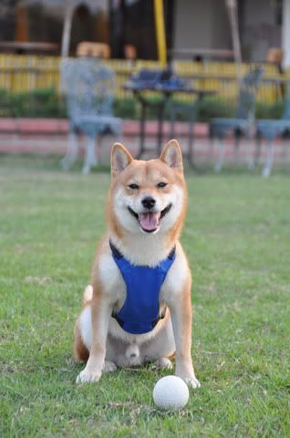 感冒來作運動教學(原發表者:感冒拔)(相簿)