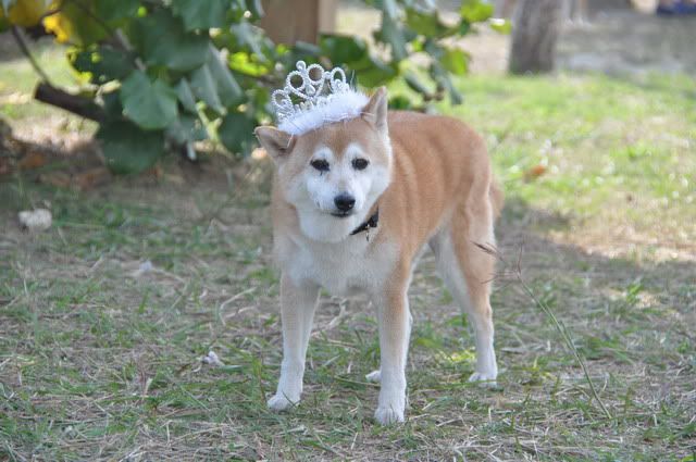 0124安平寵物公園之今日粉多柴(原發表者:感冒拔)(相簿)