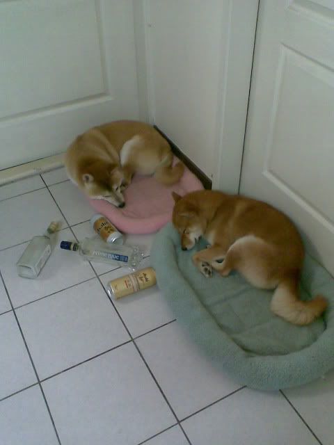 兩隻酒鬼柴(原發表者:感冒拔)(相簿)