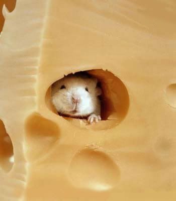 Mouse Pictures, Images and Photos
