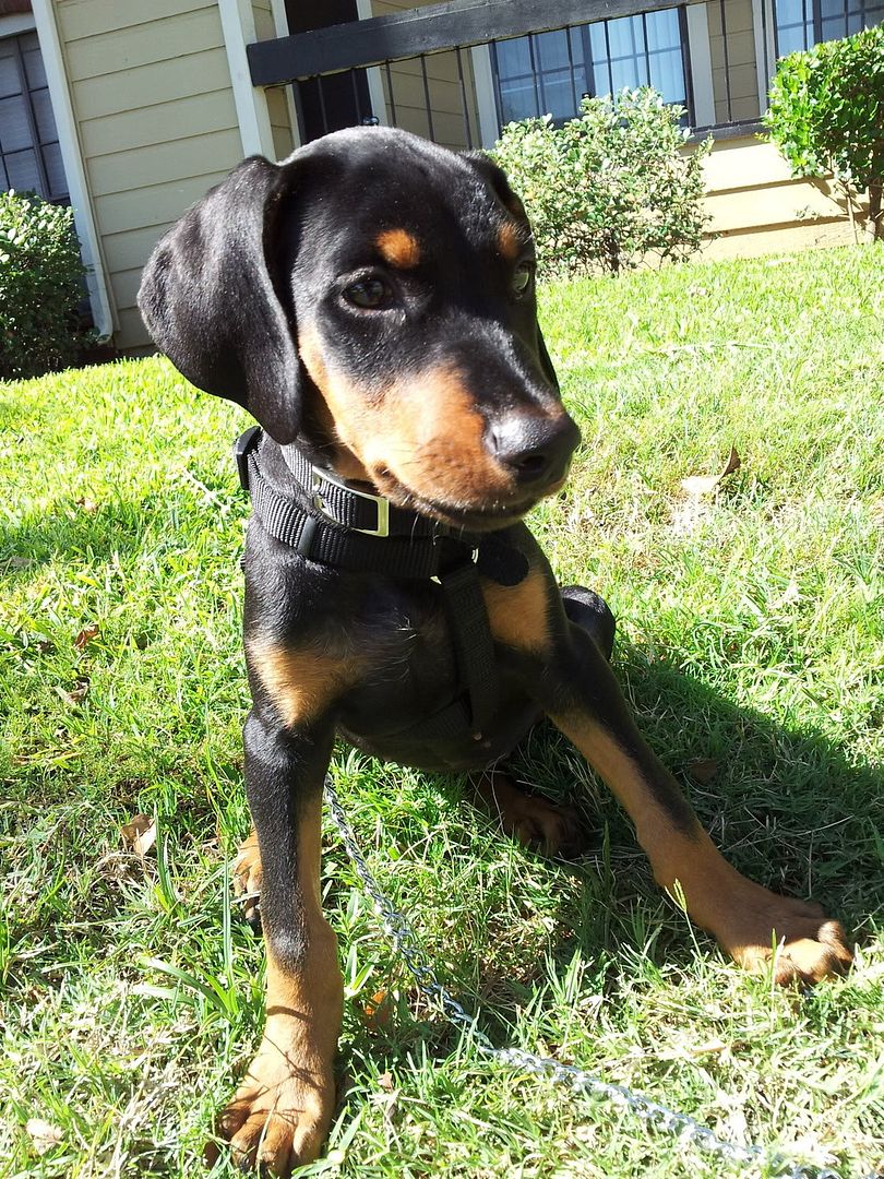 The "Stealth Accent" Build Thread Page 23 Hyundai Forums