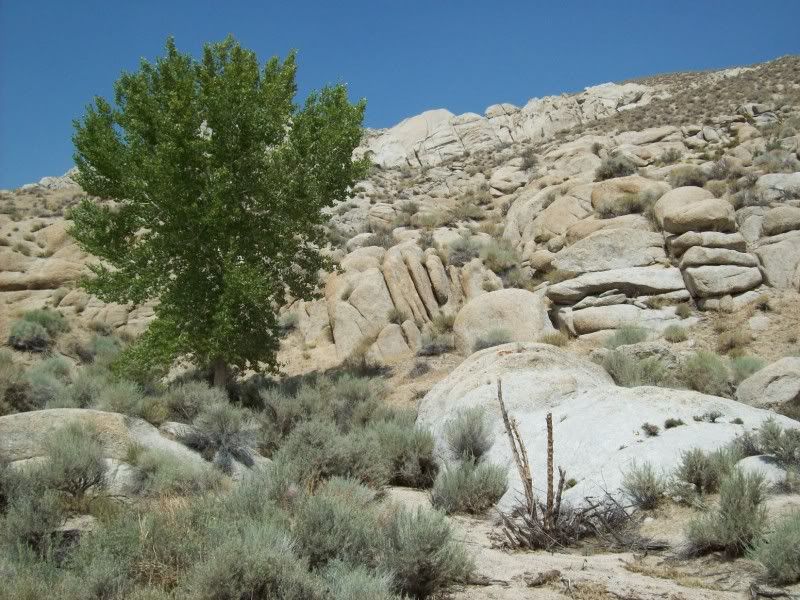RA44.jpg