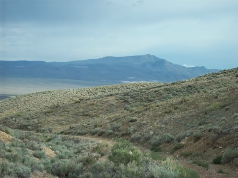 AA088-BURROS.jpg