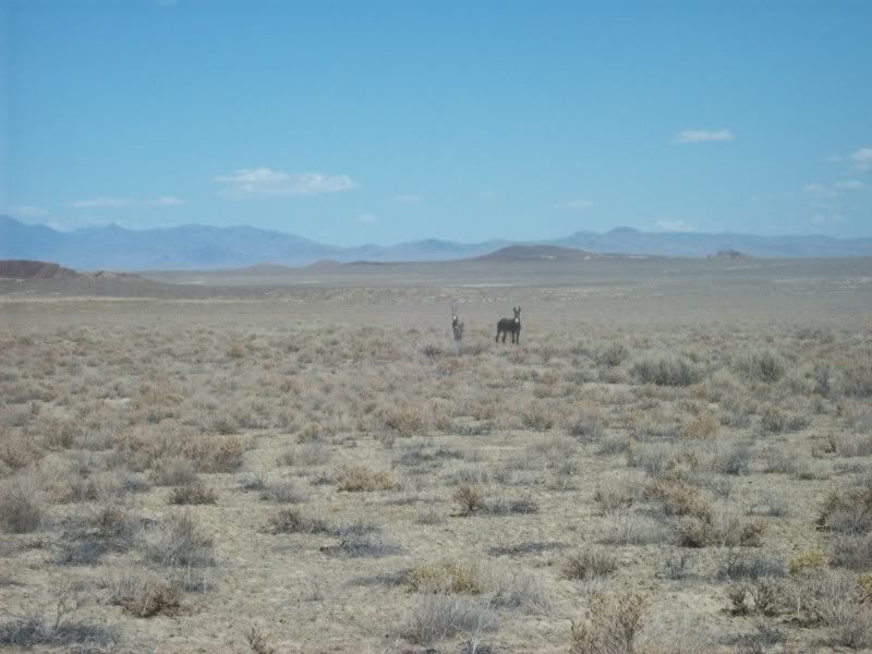 BR08-JENNYANDFOAL.jpg