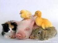 animals-2.jpg cute image by sacgirl13