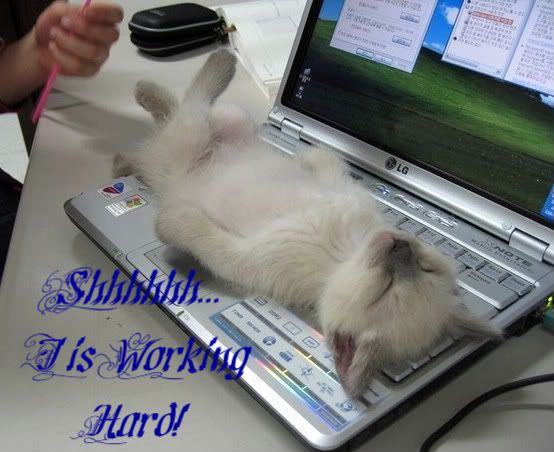 Kitten-1.jpg