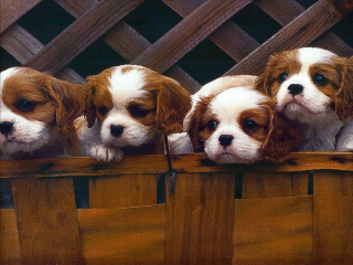 dogs.gif