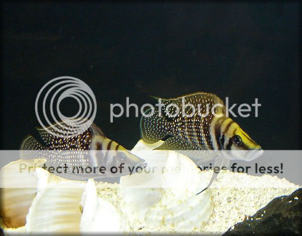 Altolamprologus Calvus (Black Congo White Pearl) Photo by ts13b41 ...