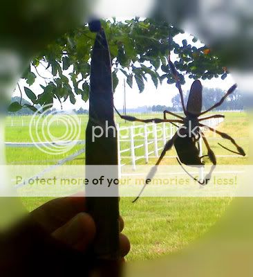 gardenspider
