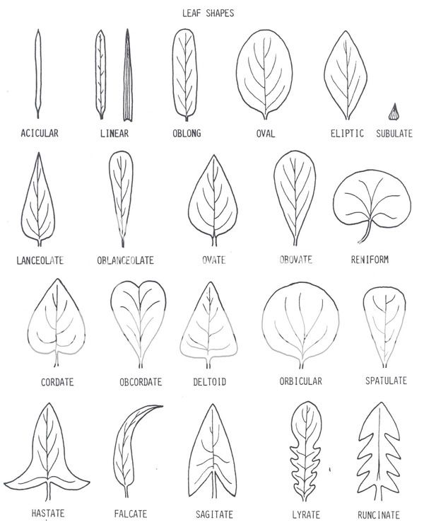 Taxonomy: How to Describe a Plant 101 | Page 1 | Library | Guild Forums ...