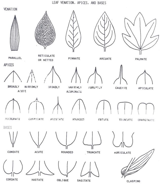 Taxonomy: How to Describe a Plant 101 | Page 1 | Library | Guild Forums ...